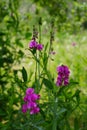 Vertical closeup of a Sweet pea flower against green plants Royalty Free Stock Photo