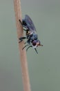 Vertical closeup on a thick-headed fly , Thecophora , sitting on a grass twig in Southern France