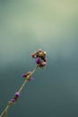 Vertical closeup of a thistle against blurred background