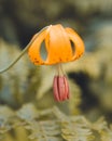 Vertical closeup of Tiger lily (Lilium columbianum) blooming on a green shrub