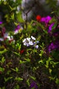 Vertical closeup of tiny Plumbago auriculata flowers in the garden Royalty Free Stock Photo