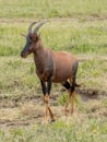 Vertical closeup of a topi in the Serengeti savannah in Tanzania