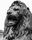 Vertical closeup of a Trafalgar Square lion