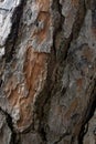 Vertical closeup of the tree bark textur Royalty Free Stock Photo