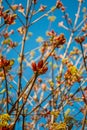 Vertical closeup of the tree branches with buds, against the blue sky background Royalty Free Stock Photo