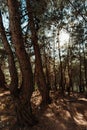 Vertical closeup of trees against sun, Shivapuri national park