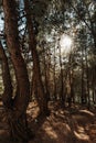 Vertical closeup of trees against sun, Shivapuri national park