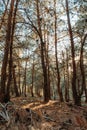 Vertical closeup of trees against sun, Shivapuri national park