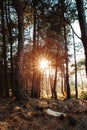 Vertical closeup of trees against sun, Shivapuri national park