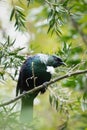 Vertical closeup of a tui bird (Prosthemadera novaeseelandiae) perched on a branch Royalty Free Stock Photo
