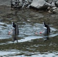 Vertical closeup of two diving mallards. Royalty Free Stock Photo