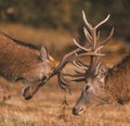 Vertical closeup of two fighting red deer stags during the rut. Cervus elaphus. Royalty Free Stock Photo