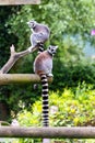 Vertical closeup of two lemurs on a tree branch in a zoo Royalty Free Stock Photo