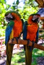 Vertical closeup of two macaws standing on the tree branch with blurred background Royalty Free Stock Photo