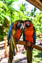 Vertical closeup of two macaws standing on the tree branch with blurred background Royalty Free Stock Photo