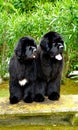 Vertical closeup of two Newfoundland dogs outdoors.
