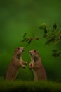 Vertical closeup of two Prairie Dogs on green grass Royalty Free Stock Photo