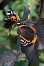Vertical closeup on two Vanessa atalanta butterflies sitting on d