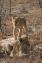 Vertical closeup of Ulusaba lionesses in the Sabi Sands, South Africa Royalty Free Stock Photo