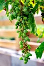 Vertical closeup of an unripe green bunch of  grapes on a vine Royalty Free Stock Photo