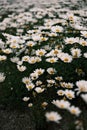 Vertical closeup of a vibrant field of white daisies Royalty Free Stock Photo