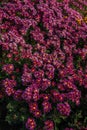 Vertical closeup of vibrant purple flowers growing in a garden Royalty Free Stock Photo