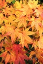 Vertical background of colorful fall Japanese maple leaves Royalty Free Stock Photo