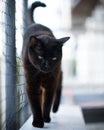 Vertical closeup of a walking black cat. Royalty Free Stock Photo