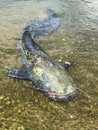Vertical closeup of a Wels catfish swimming in the water Royalty Free Stock Photo