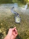 Vertical closeup of a Wels catfish swimming in the water Royalty Free Stock Photo