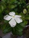 Vertical closeup of white Madagascar Periwinkle flower covered with waterdrops Royalty Free Stock Photo