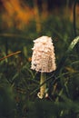 Vertical closeup of a white mushroom in lush, green grass