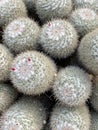 Vertical closeup of white owl-eye cactuses Royalty Free Stock Photo