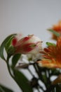 Vertical closeup of white and pink Tulips and orange Daisy flowers Royalty Free Stock Photo