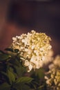 Vertical closeup of white sunlit PeeGee hydrangea blurred background Royalty Free Stock Photo