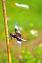 Vertical closeup of a widow skimmer, Libellula luctuosa. Royalty Free Stock Photo