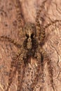 Vertical closeup of a Wolfspider, Pardosa on a piece of wood Royalty Free Stock Photo