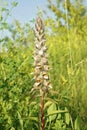 Vertical closeup on a woolly or Grecian foxglove, Digitalis lanata Royalty Free Stock Photo