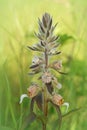 Vertical closeup on a woolly or Grecian foxglove, Digitalis lanata