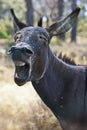 Vertical closeup of a yawning black donkey in a field under the sunlight with a blurry background