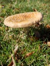 Vertical closeup of a yellow agaric on the ground covered in the grass under the sunlight