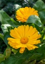 Vertical closeup of yellow Calenduleae flowers growing in the garden