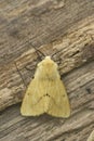 Vertical closeup on the yellow colorede buff ermine moth, Spilosoma lutea sitting on wood