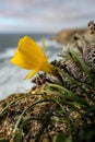 Vertical closeup of a yellow crocus under the sunlight with a blurry background