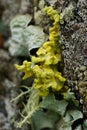 Vertical closeup on a yellow lichen, Vulpicida pinastri Royalty Free Stock Photo