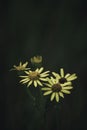Vertical closeup of yellow Madagascar ragwort (Senecio madagascariensis) on a dark background