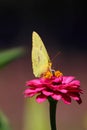 Vertical closeup of a yellow phoebis sennae butterfly on a pink flower Royalty Free Stock Photo