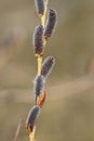 Vertical closeup on the yellow red colored kitten from the springtime blossoming Purple Willow, Salix purpurea