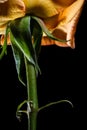 Vertical closeup of a yellow rose under the lights isolated on a black background Royalty Free Stock Photo