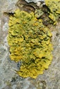 Vertical closeup on a yellow scale or maritime sunburst lichen, Xanthoria parietana Royalty Free Stock Photo